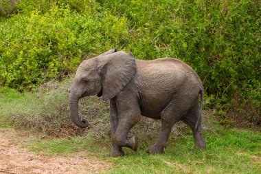 a baby elephant walks free in the forest of an African reserve in Tanzania. Close up