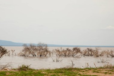 a piece of forest in a Tanzanian African national park that has been flooded by a flooded river. Ecological catastrophe. Dead trees in water