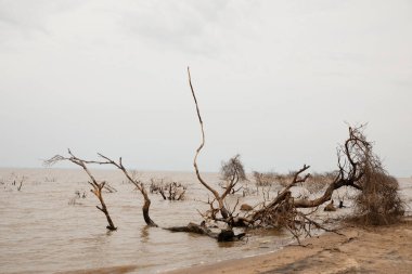 a piece of forest in a Tanzanian African national park that has been flooded by a flooded river. Ecological catastrophe. Dead trees in water