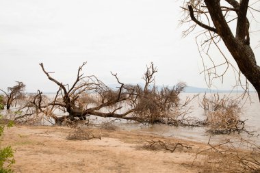 a piece of forest in a Tanzanian African national park that has been flooded by a flooded river. Ecological catastrophe. Dead trees in water