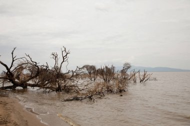 a piece of forest in a Tanzanian African national park that has been flooded by a flooded river. Ecological catastrophe. Dead trees in water
