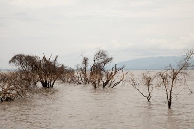 a piece of forest in a Tanzanian African national park that has been flooded by a flooded river. Ecological catastrophe. Dead trees in water