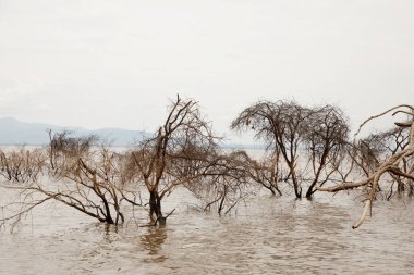 a piece of forest in a Tanzanian African national park that has been flooded by a flooded river. Ecological catastrophe. Dead trees in water