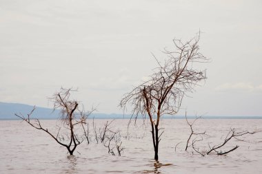 a piece of forest in a Tanzanian African national park that has been flooded by a flooded river. Ecological catastrophe. Dead trees in water