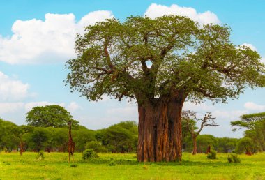 ordinary african beautiful landscape with tree and giraffe against the blue sky