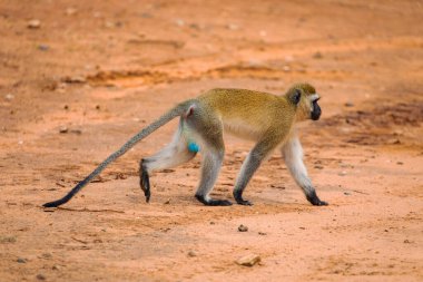 Green Monkey with blue testicles- Chlorocebus aethiops, beautiful popular monkey from West African bushes and forests
