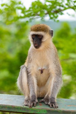 Portrait of Green Monkey - Chlorocebus aethiops, beautiful popular monkey from West African bushes and forests.
