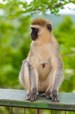Portrait of Green Monkey - Chlorocebus aethiops, beautiful popular monkey from West African bushes and forests.