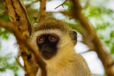 Portrait of Green Monkey - Chlorocebus aethiops, beautiful popular monkey from West African bushes and forests.