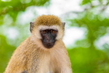 Portrait of Green Monkey - Chlorocebus aethiops, beautiful popular monkey from bushes and forests