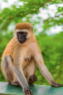 Portrait of Green Monkey - Chlorocebus aethiops, popular monkey from West African bushes and forests