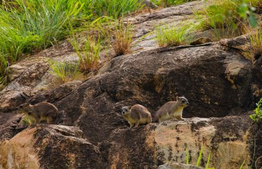 Cape hyrax on a large rock in its native environment in the Ngorongoro African Reserve