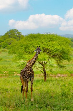 One big giraffe stands by bushes in sunshine.