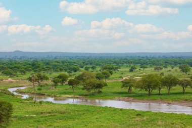 beautiful wild African landscape with a river, palm trees and stones