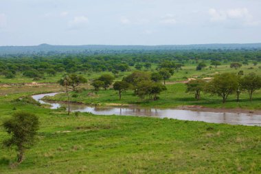 beautiful wild African landscape with a river, palm trees and stones
