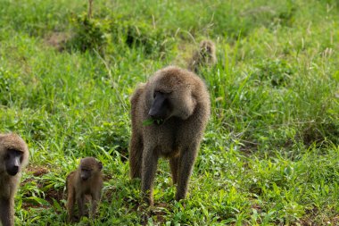 olive baboons (Papio anubis), also called the Anubis baboon, is a member of the family Cercopithecidae (Old World monkeys) in Tanzanias reserve
