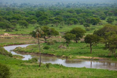 beautiful wild African landscape with a river, palm trees and stones