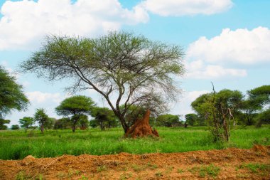 beautiful wild African landscape with with a large termite anthill in Tanzanias reserve