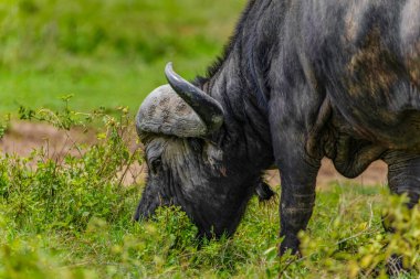 Large African buffalo in natural environment in Ngorongoro African National Park