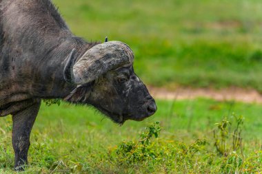 Large African buffalo in natural environment in Ngorongoro African National Park