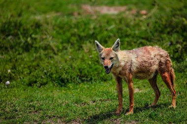 Portrait of a golden jackal/gold wolf in a natural environment in the African National Park Ngorongoro