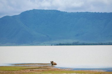 An overstuffed hyena is resting in a lake in a protected volcano crater in African Ngorongoro Crater