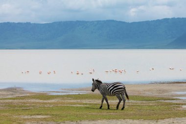 Zebra and wildebeests walking beside the lake in the Ngorongoro Crater, flamingos in the background