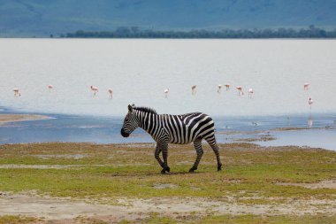 Zebra and wildebeests walking beside the lake in the Ngorongoro Crater, flamingos in the background in Tanzania