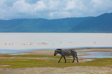 Zebra and wildebeests walking beside the lake in the Ngorongoro Crater, flamingos in the background