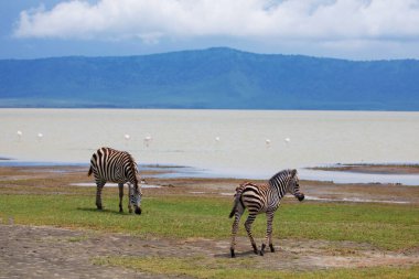Zebra and wildebeests walking beside the lake in the Ngorongoro Crater, flamingos in the background in Tanzania