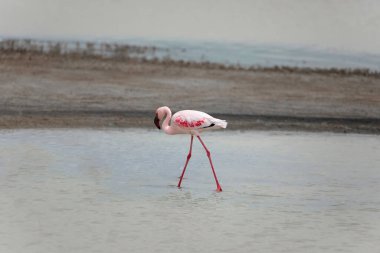pink flamingo on the shore of the lake in the reserved crater of the volcano in the African Ngorongoro