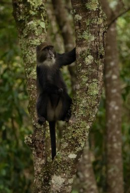 funny golden monkey sits on a tree in the jungle of an african reserve and looks at the camera