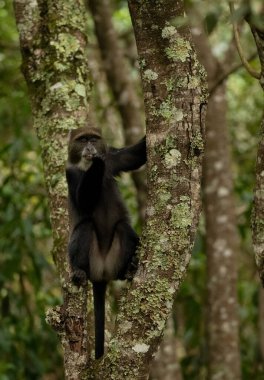 funny golden monkey sits on a tree in the jungle of an african reserve and looks at the camera