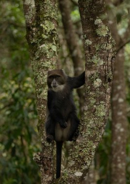 funny golden monkey sits on a tree in the jungle of an african reserve and looks at the camera