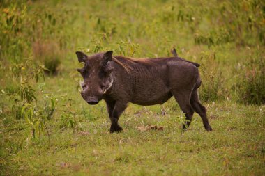 a large male warthog in its natural environment in an African reserve. close up