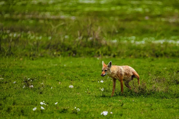 Portrait of a golden jackal,gold wolf golden jackal marking its territory in a natural environment in the African National Park Ngorongoro
