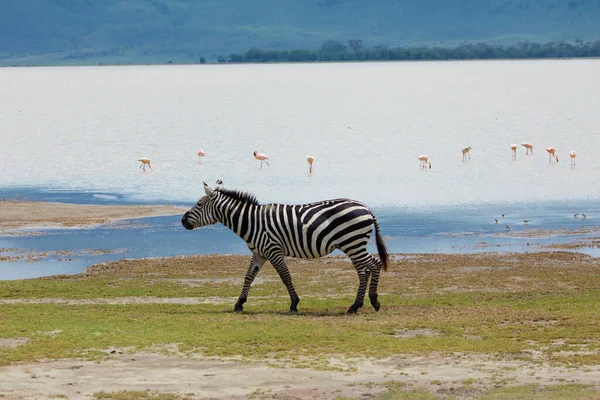 Zebra and wildebeests walking beside the lake in the Ngorongoro Crater, flamingos in the background