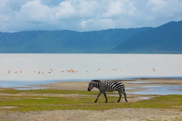 Zebra and wildebeests walking beside the lake in the Ngorongoro Crater, flamingos in the background