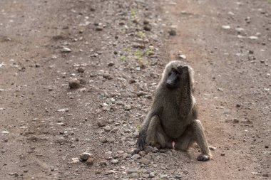 Large male chacma baboon (Papio ursinus) sitting on the road in South Africas reserve. close up