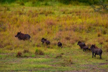 Common Warthog family in the wild in Africa run away