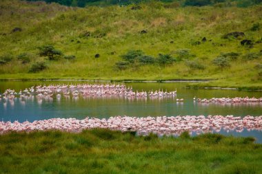 a large colony of a large pink flamingo is resting on a lake in the Arusha African reserve. Many white-pink birds and their reflection in the water