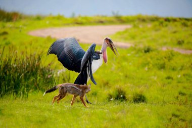  very fanny a large marabou walks with the jackal on a green meadow. Africa, Ngorongoro reserve clipart