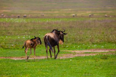 a newborn cub of wildebeest next to his mother stands very close on a green meadow in the African Ngoro Ngoro Park