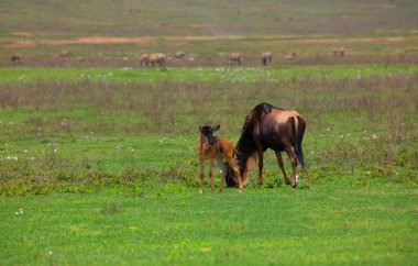 a newborn cub of wildebeest next to his mother stands very close on a green meadow in the African Ngoro Ngoro Park