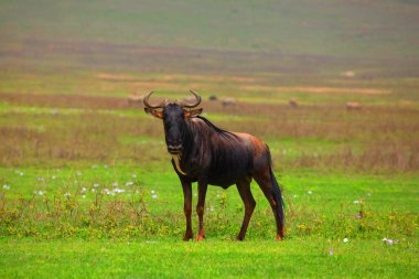 one adult African wildebeest stands on a green meadow  and looks into the camera  in Ngoro Ngoro African Park. very close portrait in details
