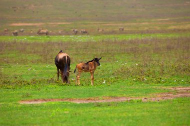 a newborn cub of wildebeest next to his mother stands very close on a green meadow in the African Ngoro Ngoro Park