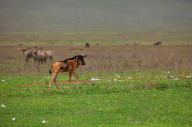 a newborn cub of wildebeest alone stands very close on a green meadow in the African Ngoro Ngoro Park