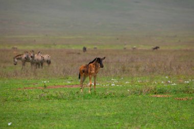 a newborn cub of wildebeest alone stands very close on a green meadow in the African Ngoro Ngoro Park