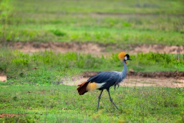 the symbol of Uganda Grey Crowned Crane walking on green grass in ngorongoro national reserve