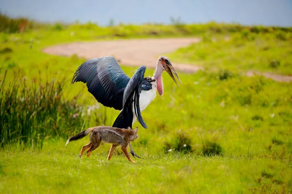 大きなマラブーがジャッカルと緑の草原を歩いています アフリカ ンゴロンゴロ自然保護区 — ストック写真